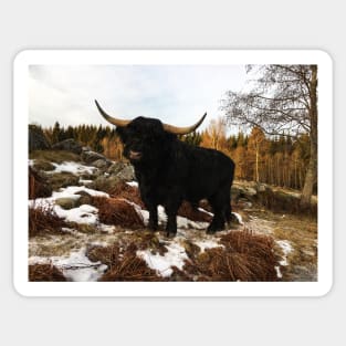 Scottish Highland Cattle Black Bull 2254 Sticker